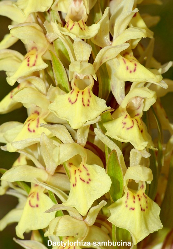 Prime fioriture di orchidee sui Monti della Laga  giugno 2021.